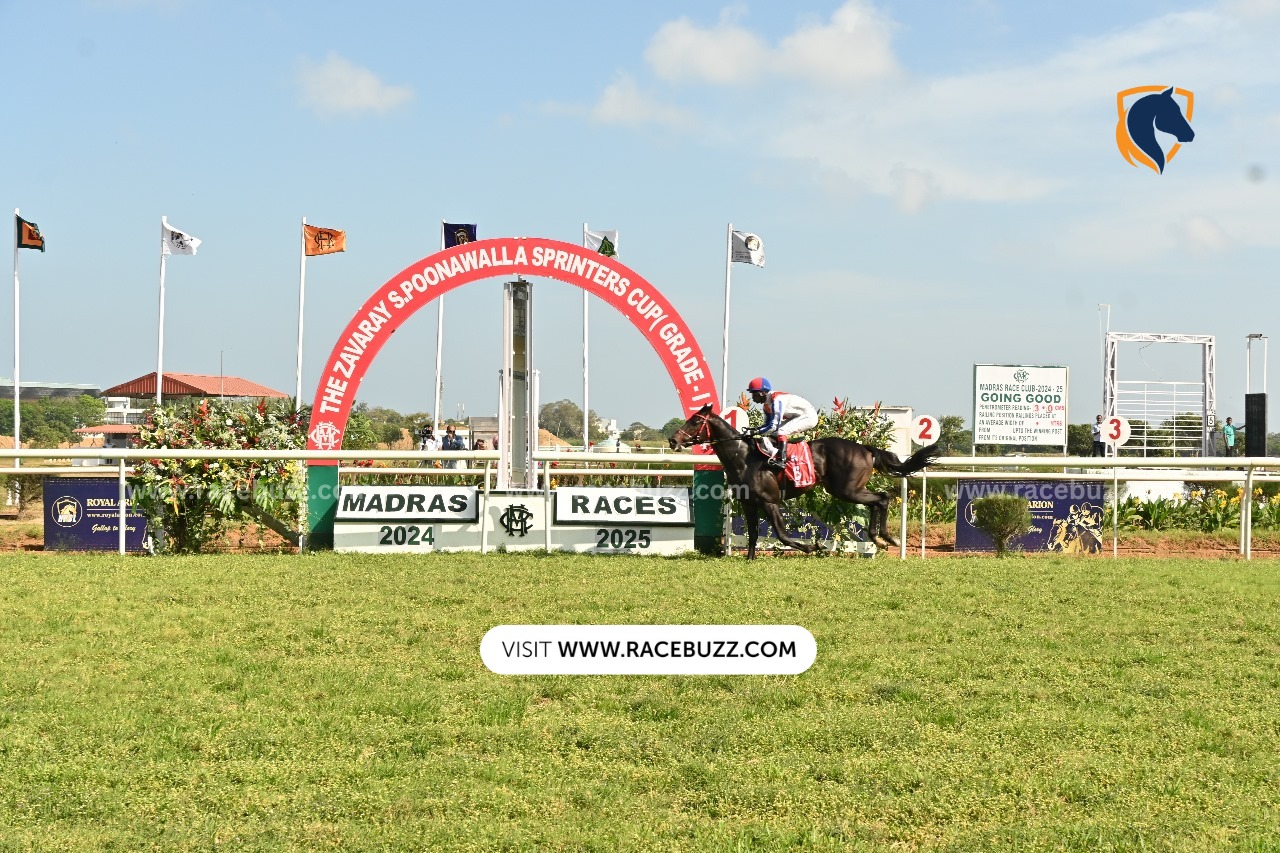 Horses racing at Madras Race Club Guindy during the 2025–2026 season