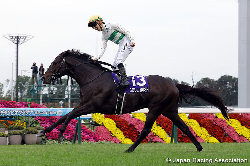 Racing at Sapporo Racecourse with horses in action