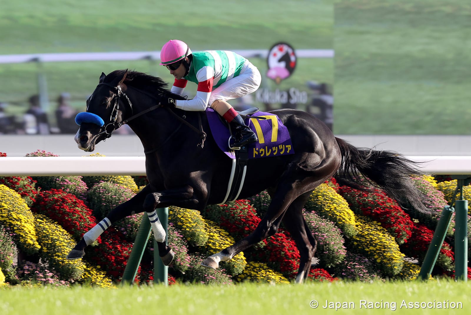 Horses and jockeys preparing at Niigata Racecourse before the start of the races on a sunny morning
