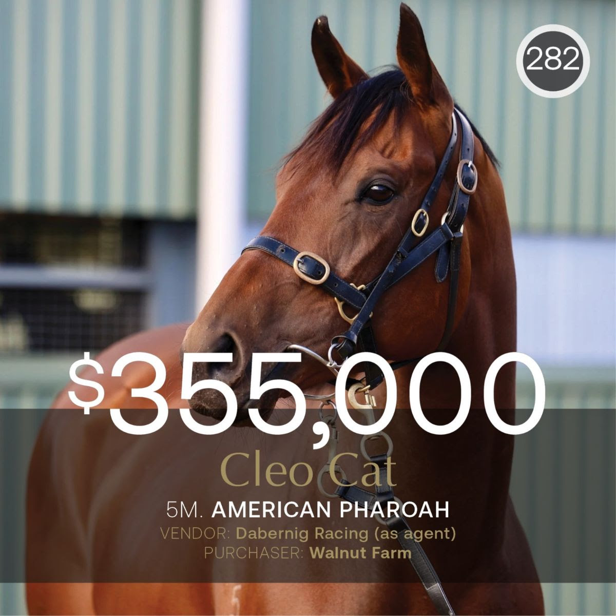 Cleo Cat, the $355,000 Inglis Digital August (Early) Sale-topper, heading to More Than Looks at Yulong Thoroughbreds.