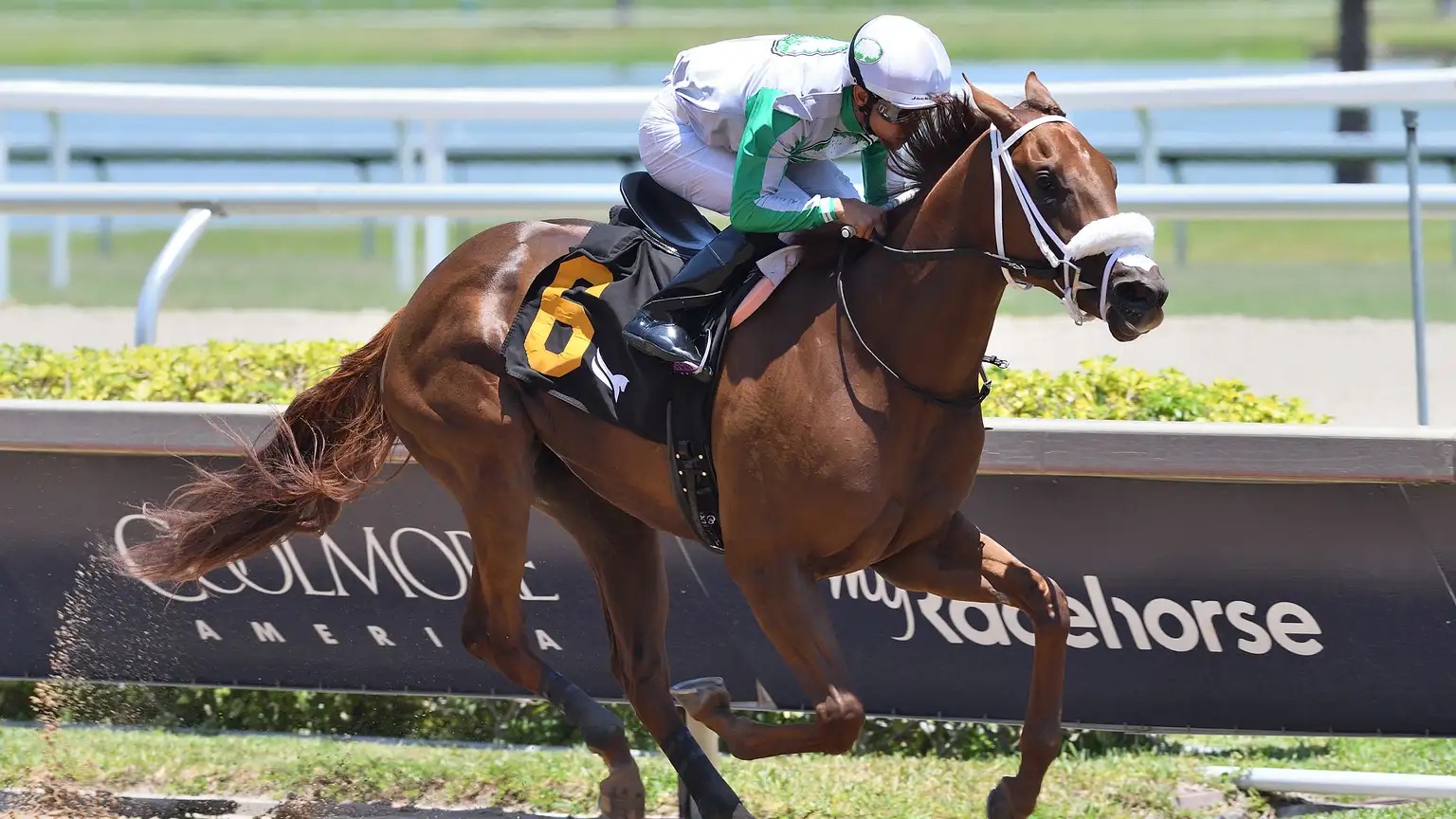 Gulfstream Park racetrack action with horses and jockeys during live races