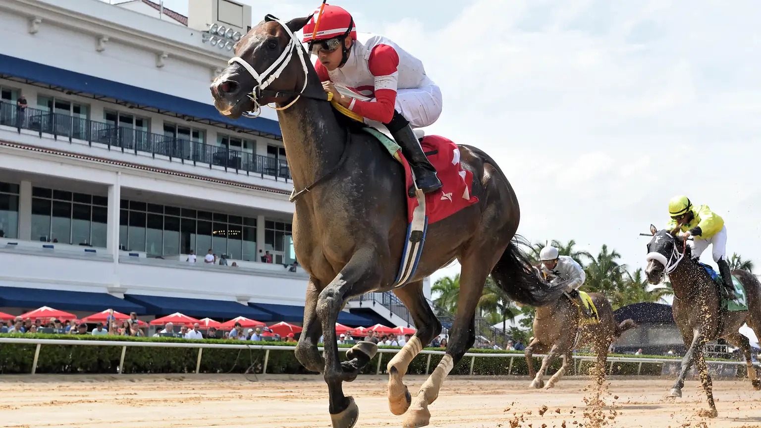 Gulfstream August 17 results: Phoenix of Wit, Saint No More, and other winners in action at Gulfstream Park