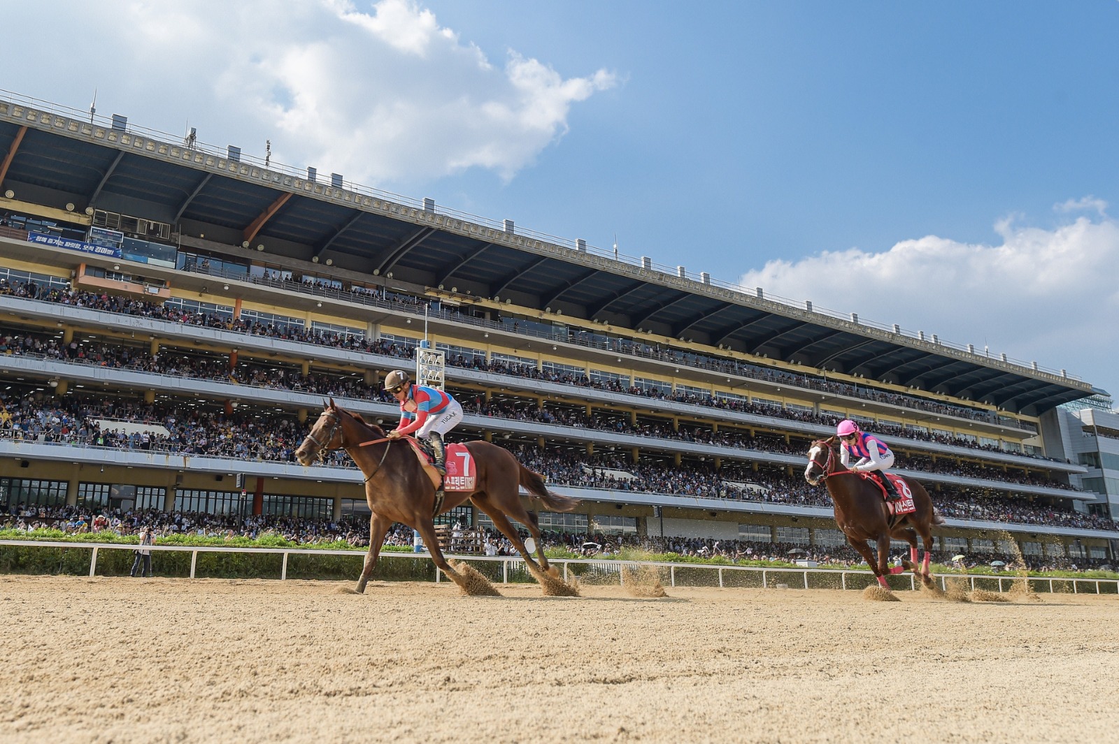 Horses competing in the Korea Cup and Korea Sprint at Seoul Racecourse Park in 2025