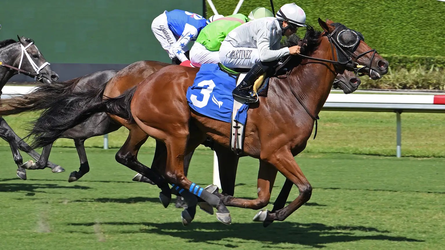 Horses racing at Gulfstream Park ahead of the August 29, 2025 card