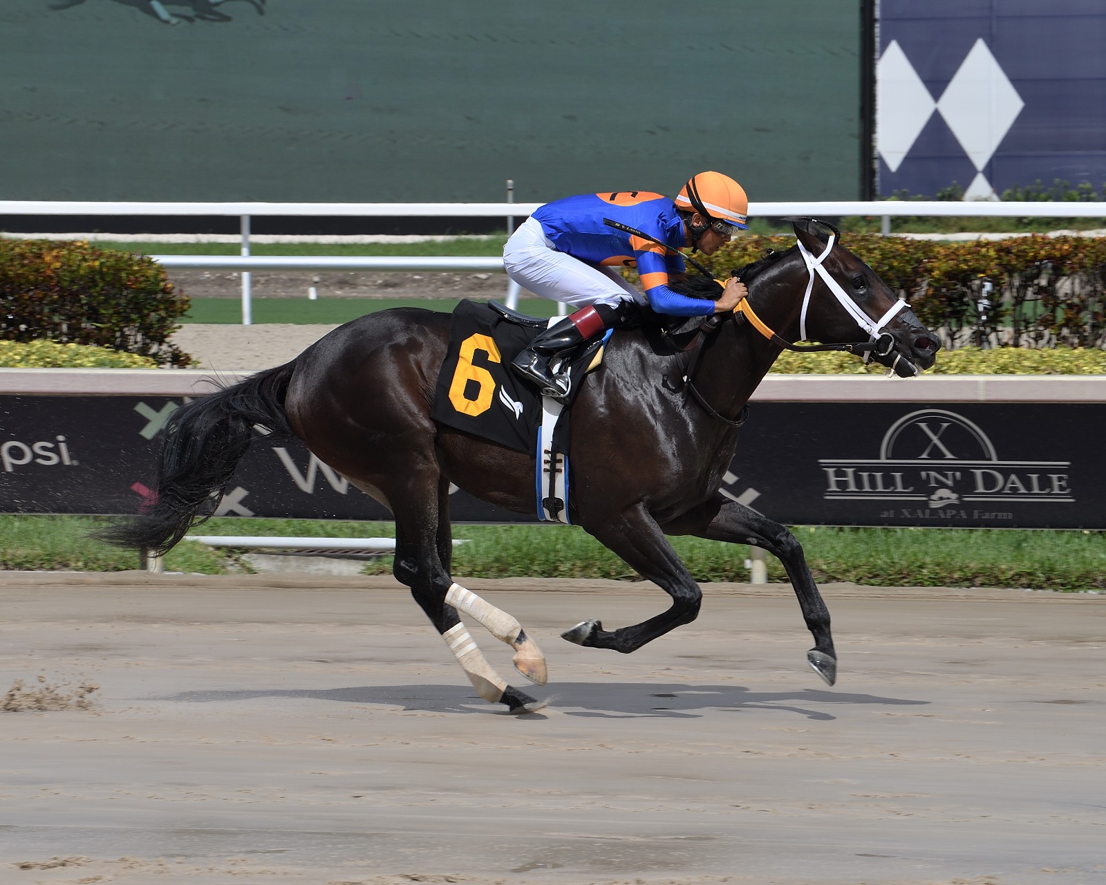 Nautical Star gallops at Gulfstream Park ahead of the Benny the Bull Handicap 2025