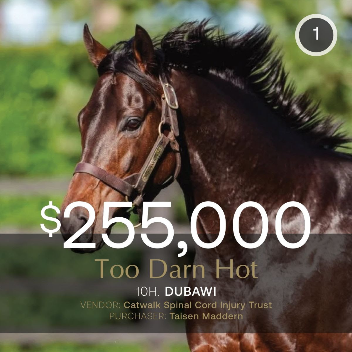 Too Darn Hot nomination sells for $255,000 at Inglis Digital August Sale