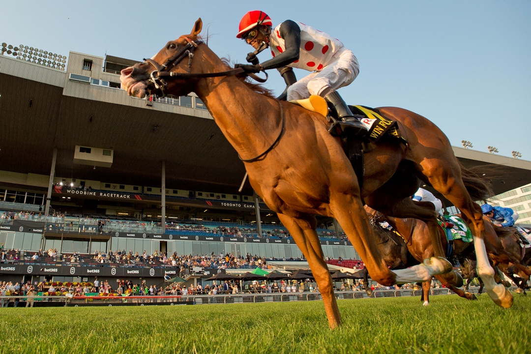 Woodbine Mile 2025 contenders in Turf Champions Day preview