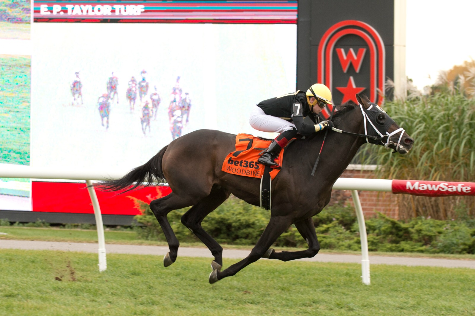 Horses and jockeys at Woodbine Racetrack preparing for the September 1, 2025 nine-race card