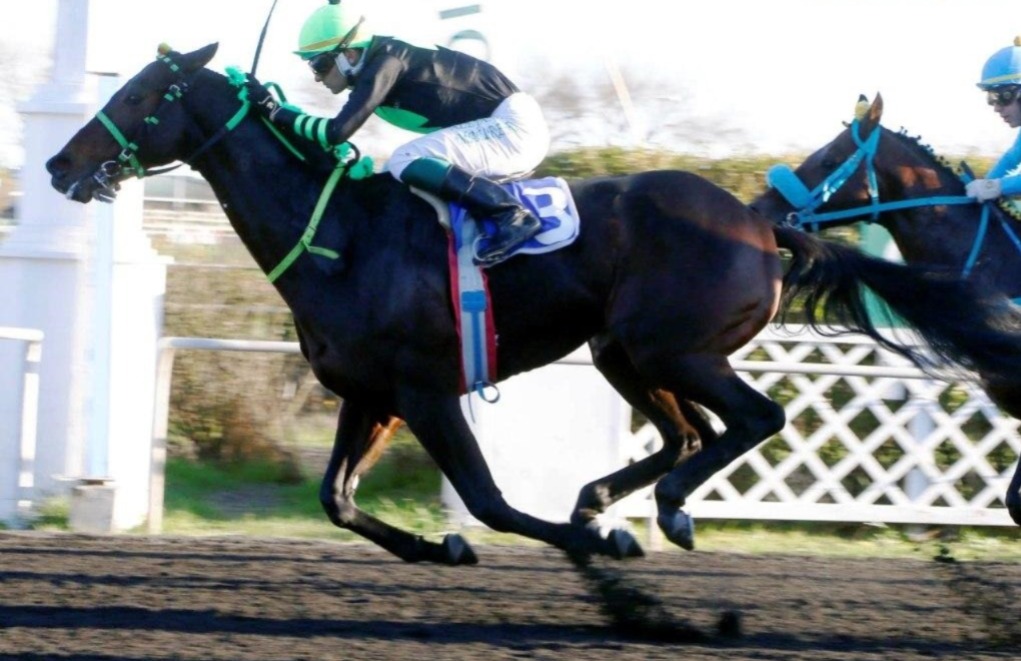 Jockeys and horses lining up at Concepción Racecourse for a thrilling nine-race card