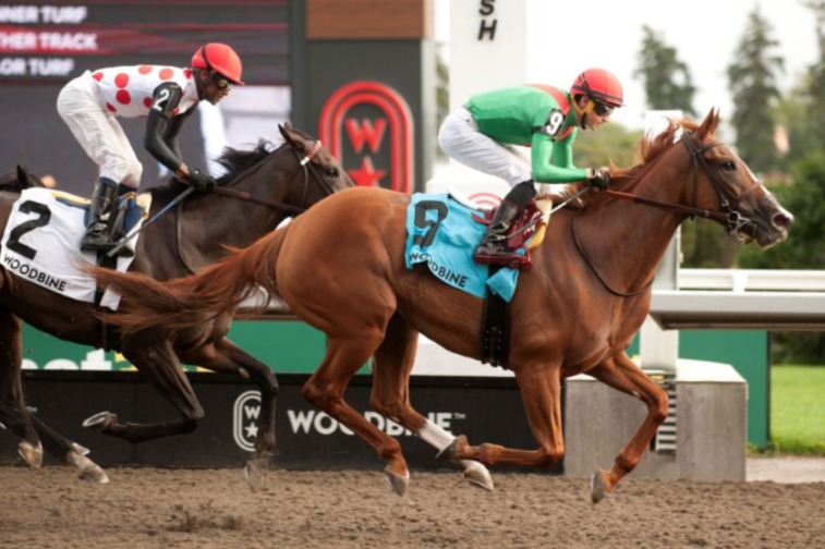 Horses break from the starting gate at Woodbine Racetrack on a September evening