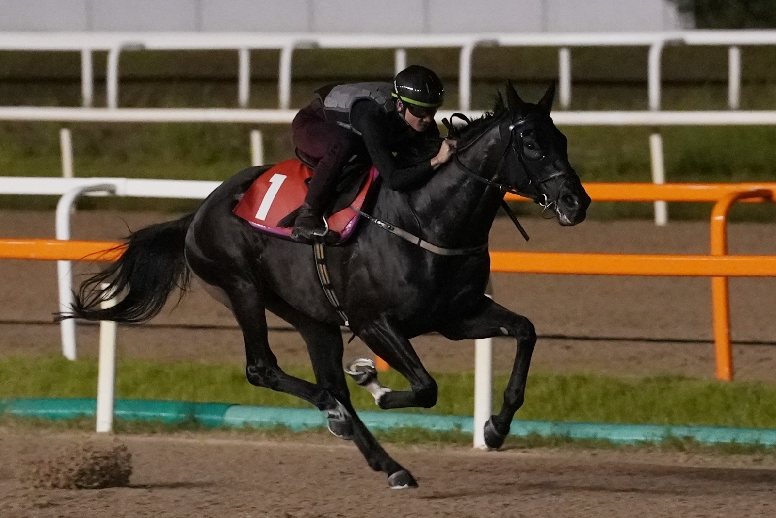 Jerry Chau aboard Chancheng Glory ahead of Korea Cup 2025 at Seoul Racecourse