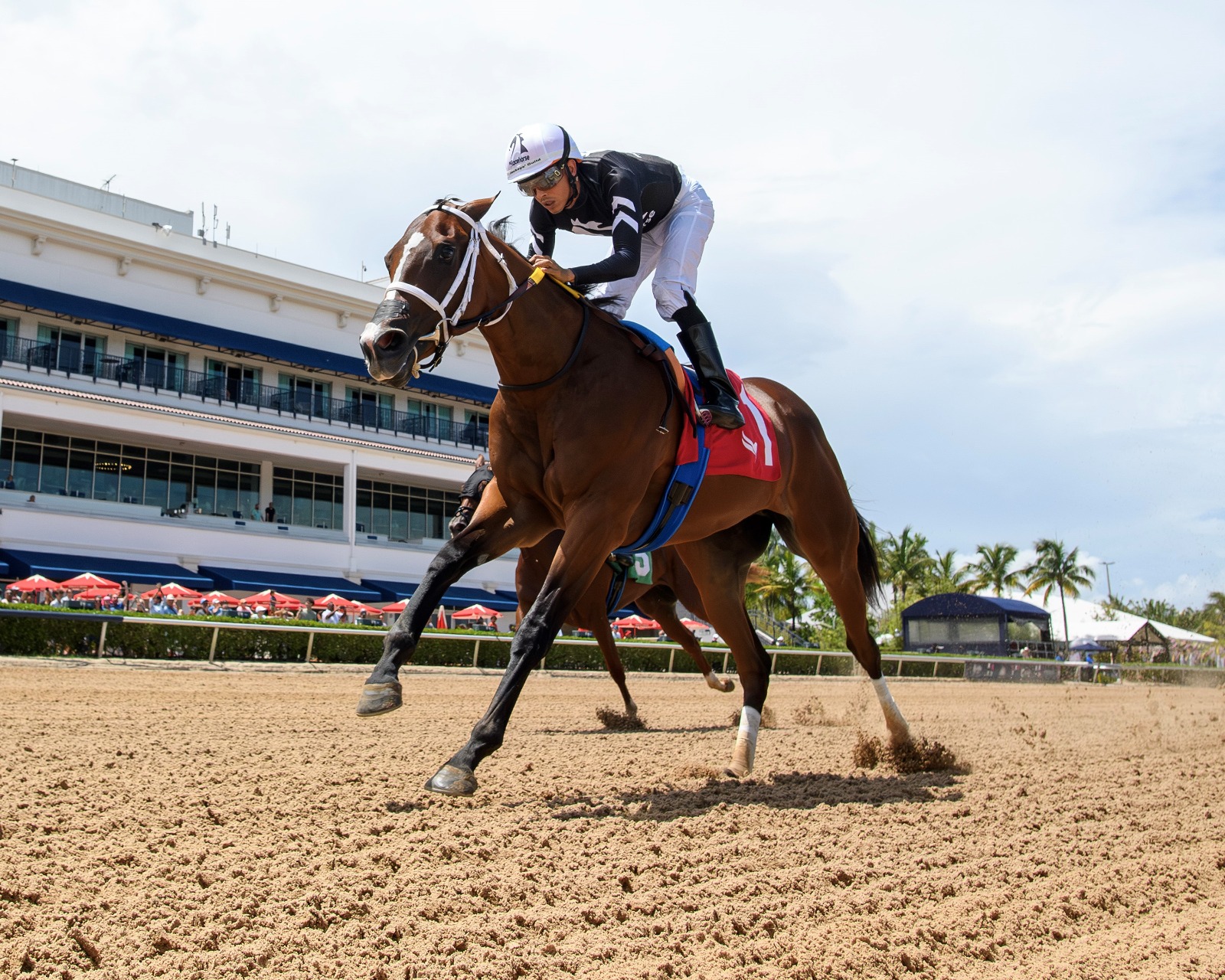 Love Like Lucy prepares for Desert Vixen Stakes 2025 at Gulfstream Park