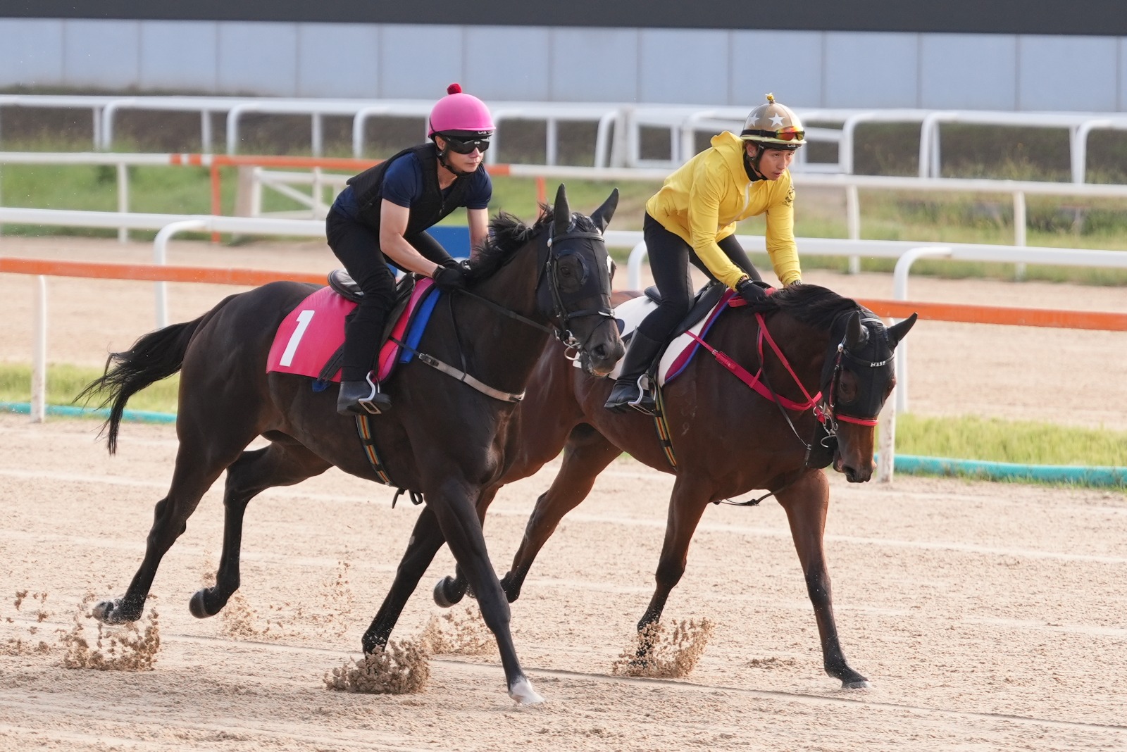Chancheng Glory and Self Improvement prepare for Seoul test as Hong Kong targets Korea Cup and Korea Sprint 2025.