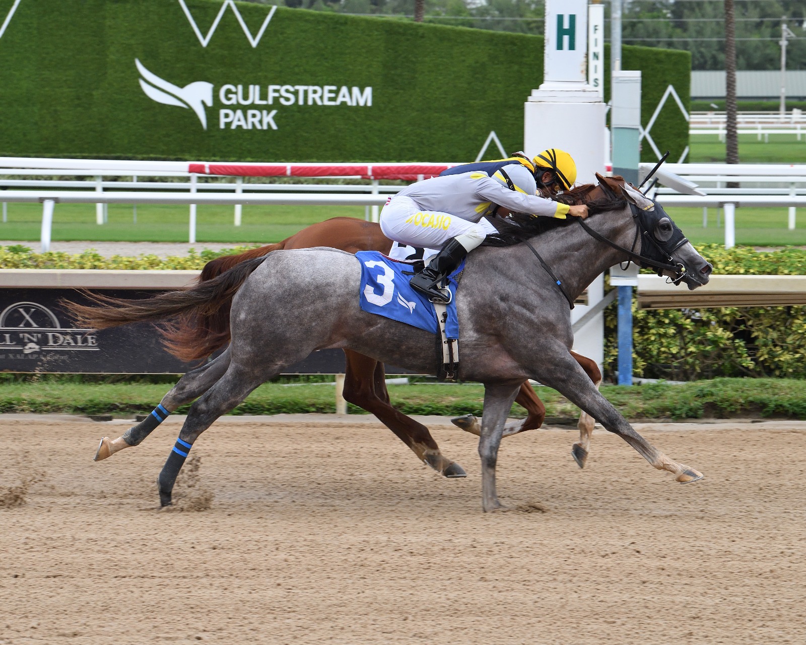 Lennilu crosses the finish line to win the Desert Vixen at Gulfstream Park with jockey Jonathan Ocasio