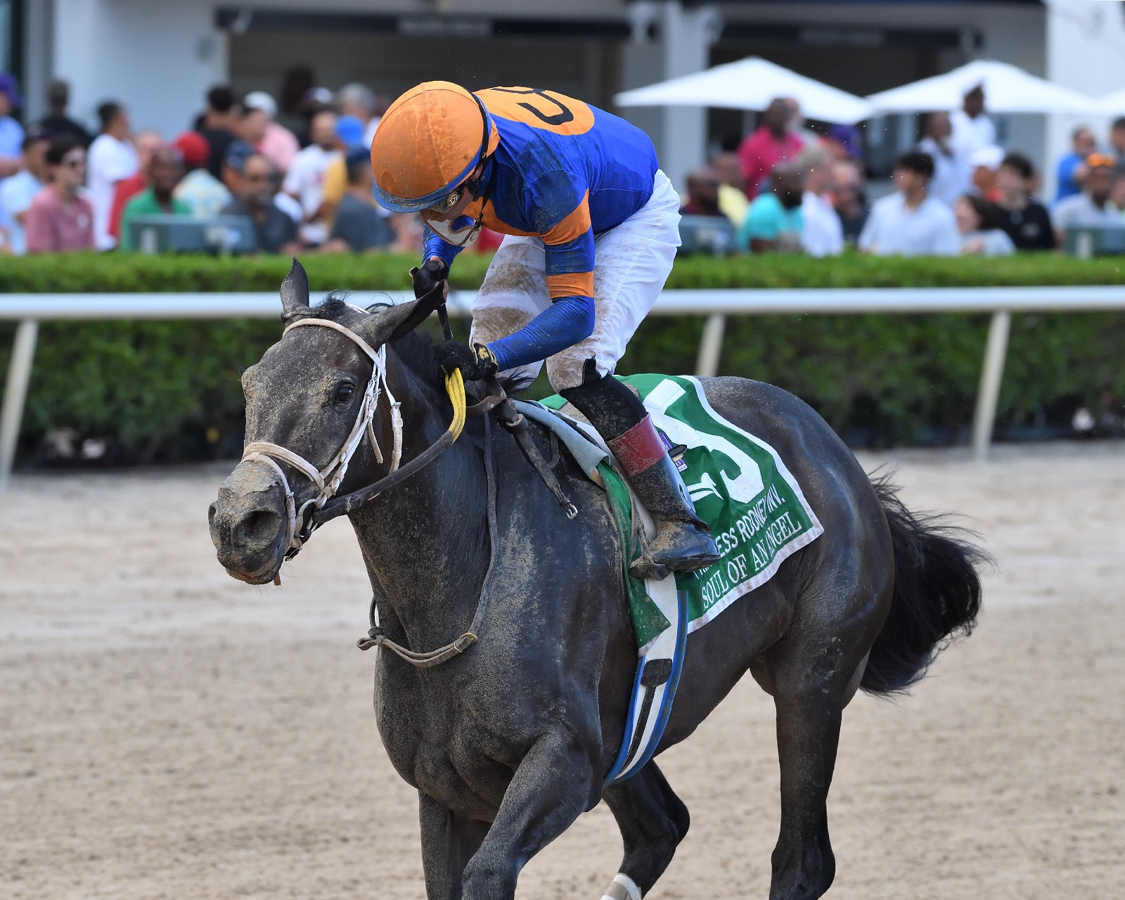 Princess Rooney Stakes 2025 nominations announced for Gulfstream Park
