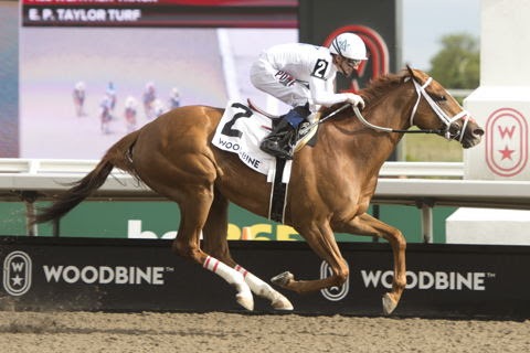 Simcoe trains at Woodbine ahead of the Grade 3 Vigil Stakes