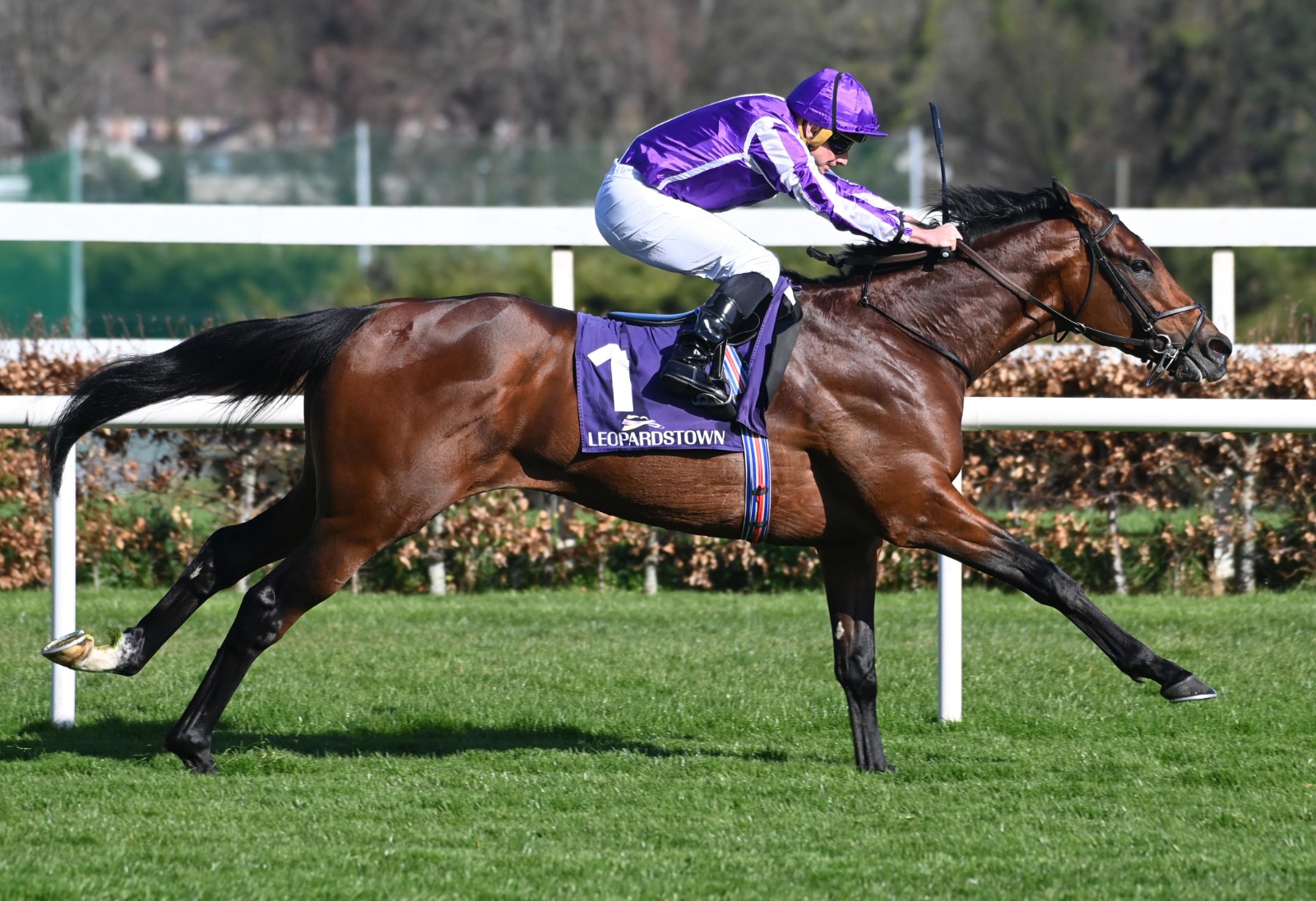 Delacroix trains ahead of the Irish Champion Stakes 2025 at Leopardstown