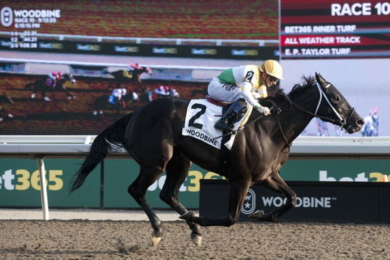 Simcoe winning the Grade 3 Vigil Stakes at Woodbine under jockey Rafael Hernandez