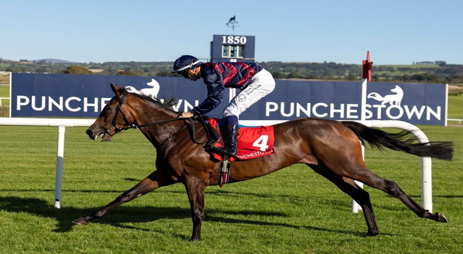 Horses racing at Punchestown Racecourse during the September 16 meeting