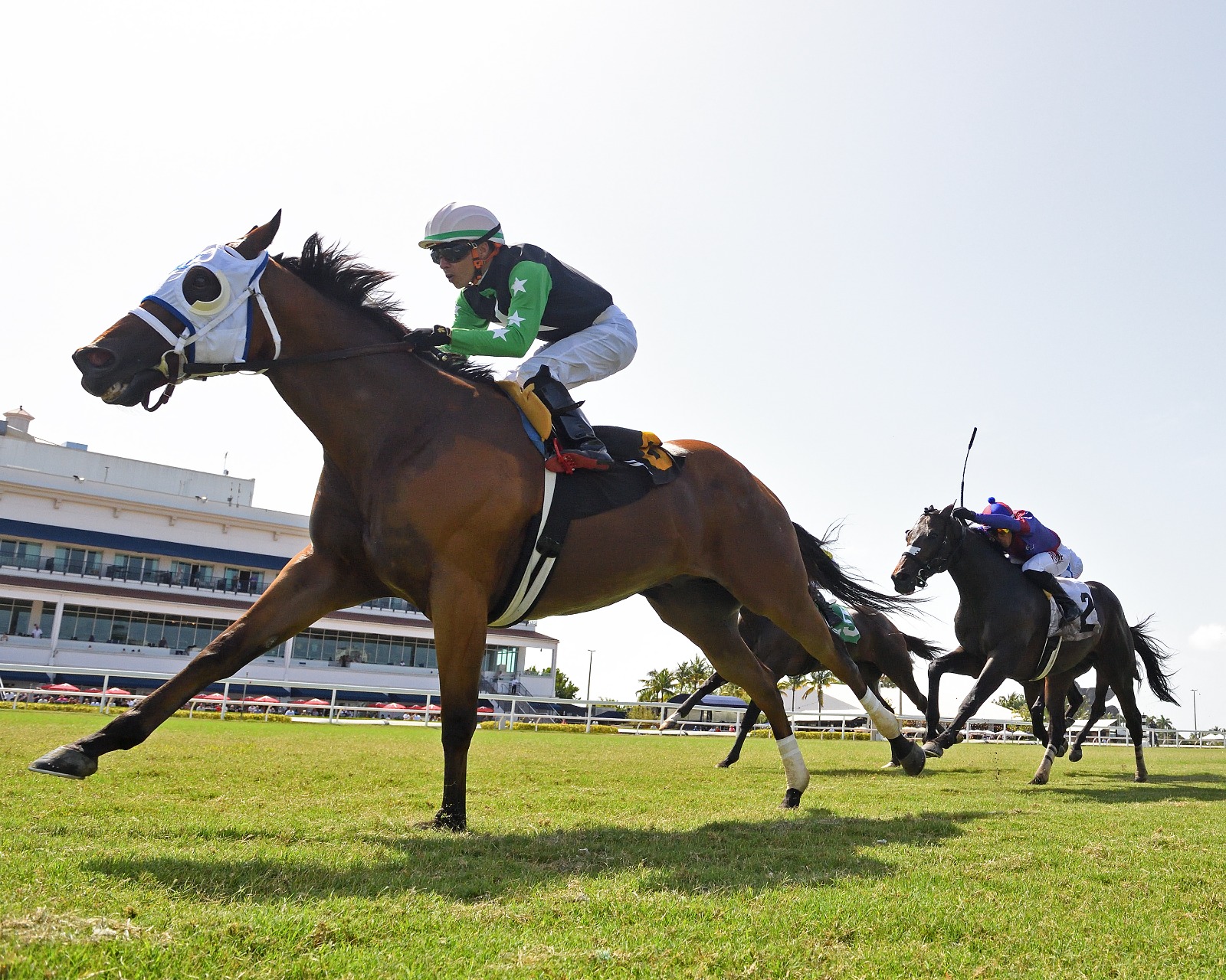 Xy Speed galloping on Gulfstream Park turf before the Umphrey Turf Sprint
