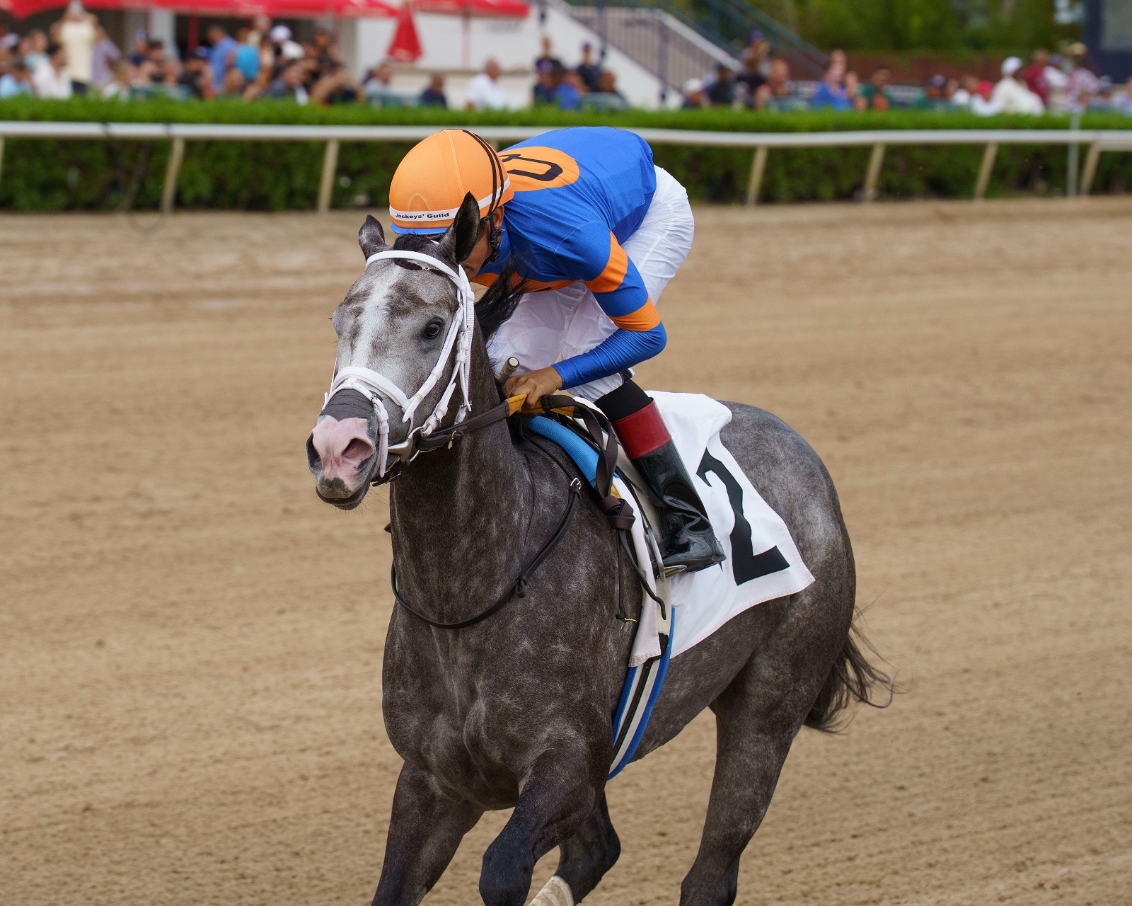 Haulin Ice crossing the finish line to win the Princess Rooney (G3) at Gulfstream Park, jockey Edgard Zayas aboard