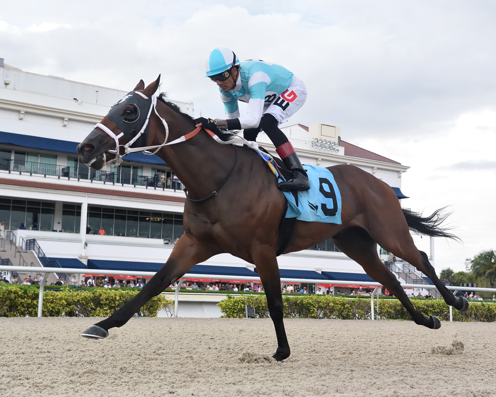 Asher’s Edge winning the Umphrey Sprint at Gulfstream Park, ridden by Edwin Gonzalez