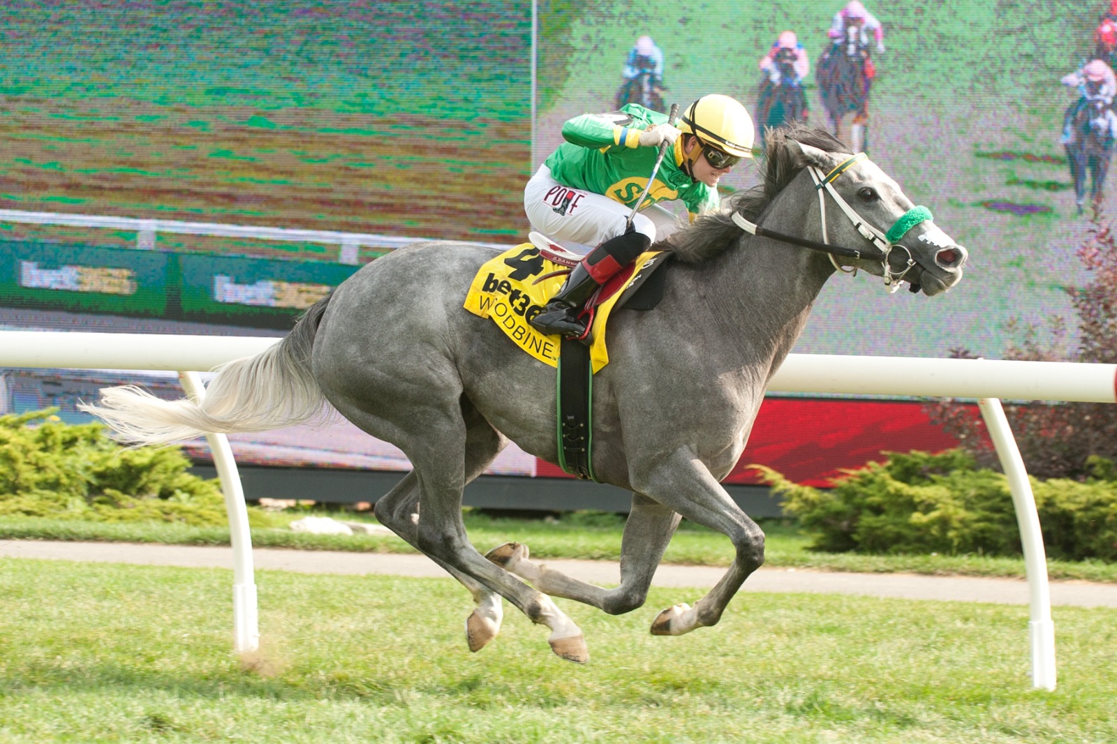Little Teddy winning the Zadracarta Stakes at Woodbine under jockey Austin Adams