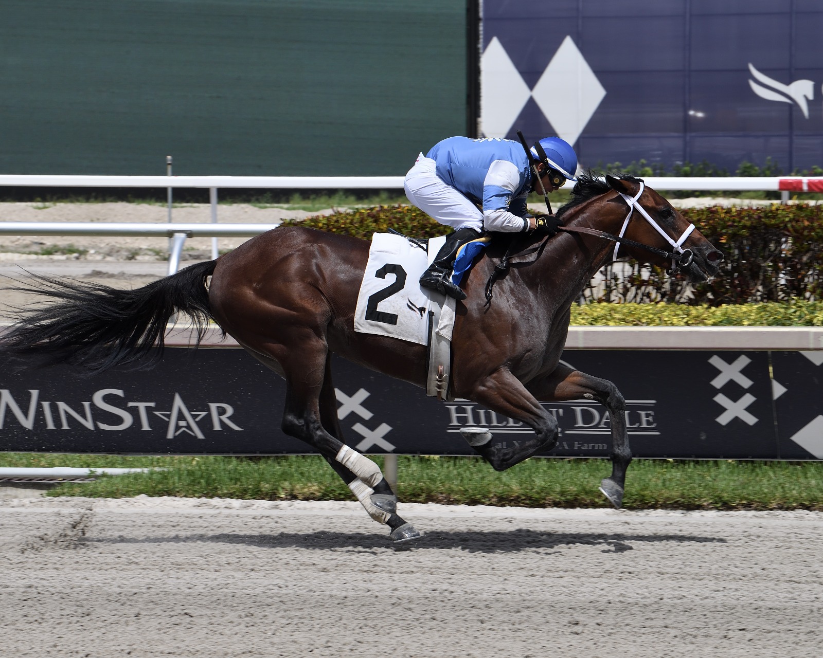 Big Data training ahead of the Duke of Mischief at Gulfstream Park
