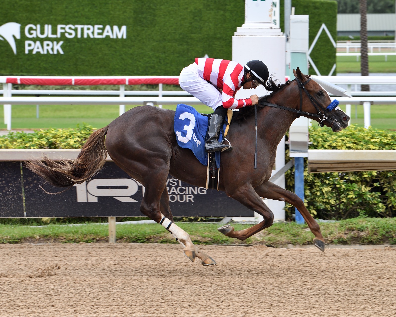 Wayne’s Law winning the $75,000 Aventura at Gulfstream Park with jockey Marcos Meneses