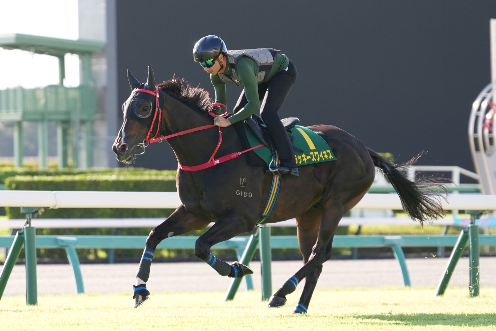 Lucky Sweynesse gallops at Nakayama Racecourse ahead of the Sprinters Stakes 2025