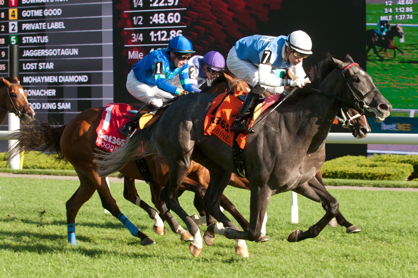 Ciunas warming up on Woodbine turf ahead of the Breeders’ Stakes with trainer Roger Attfield
