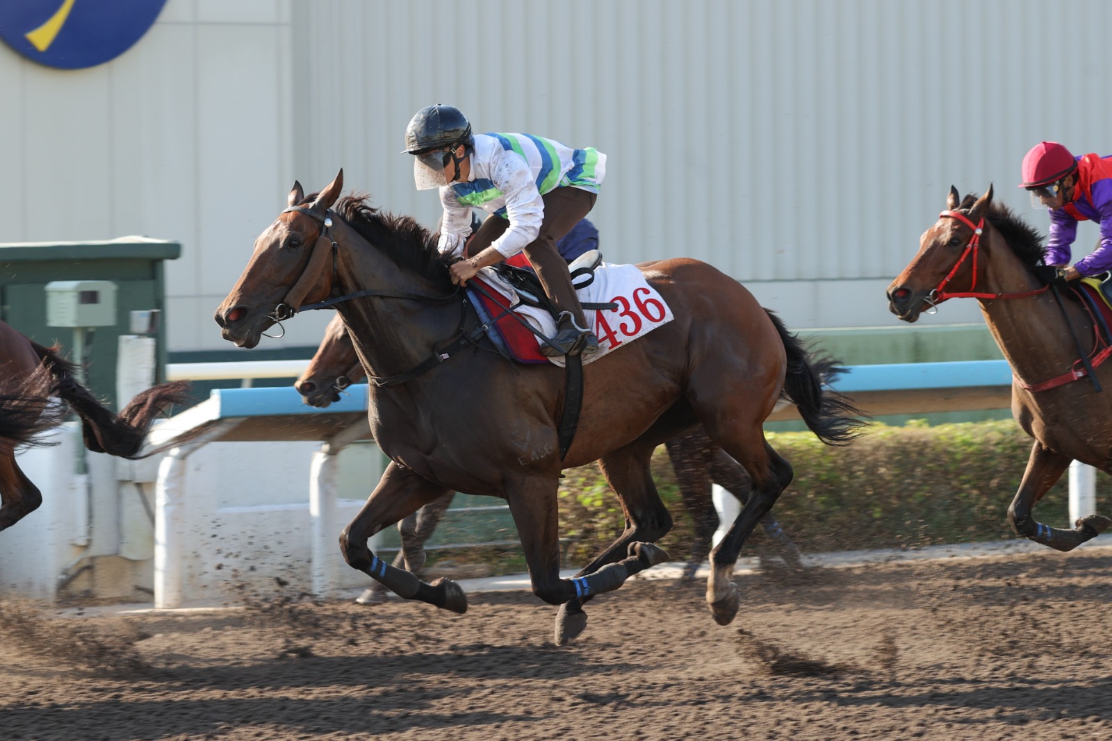 Voyage Bubble galloping in Sha Tin barrier trial ahead of Sha Tin Trophy return