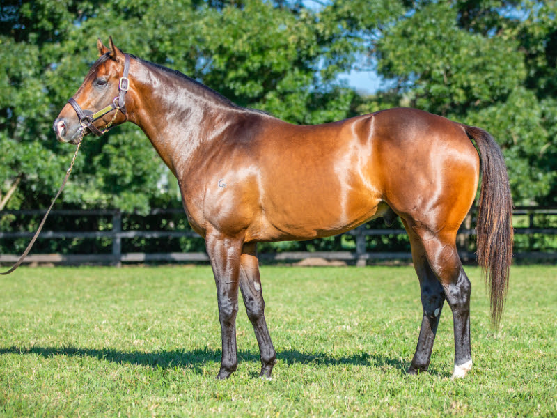 Ole Kirk, dual G1-winning sire, featured at Inglis September Online Sale