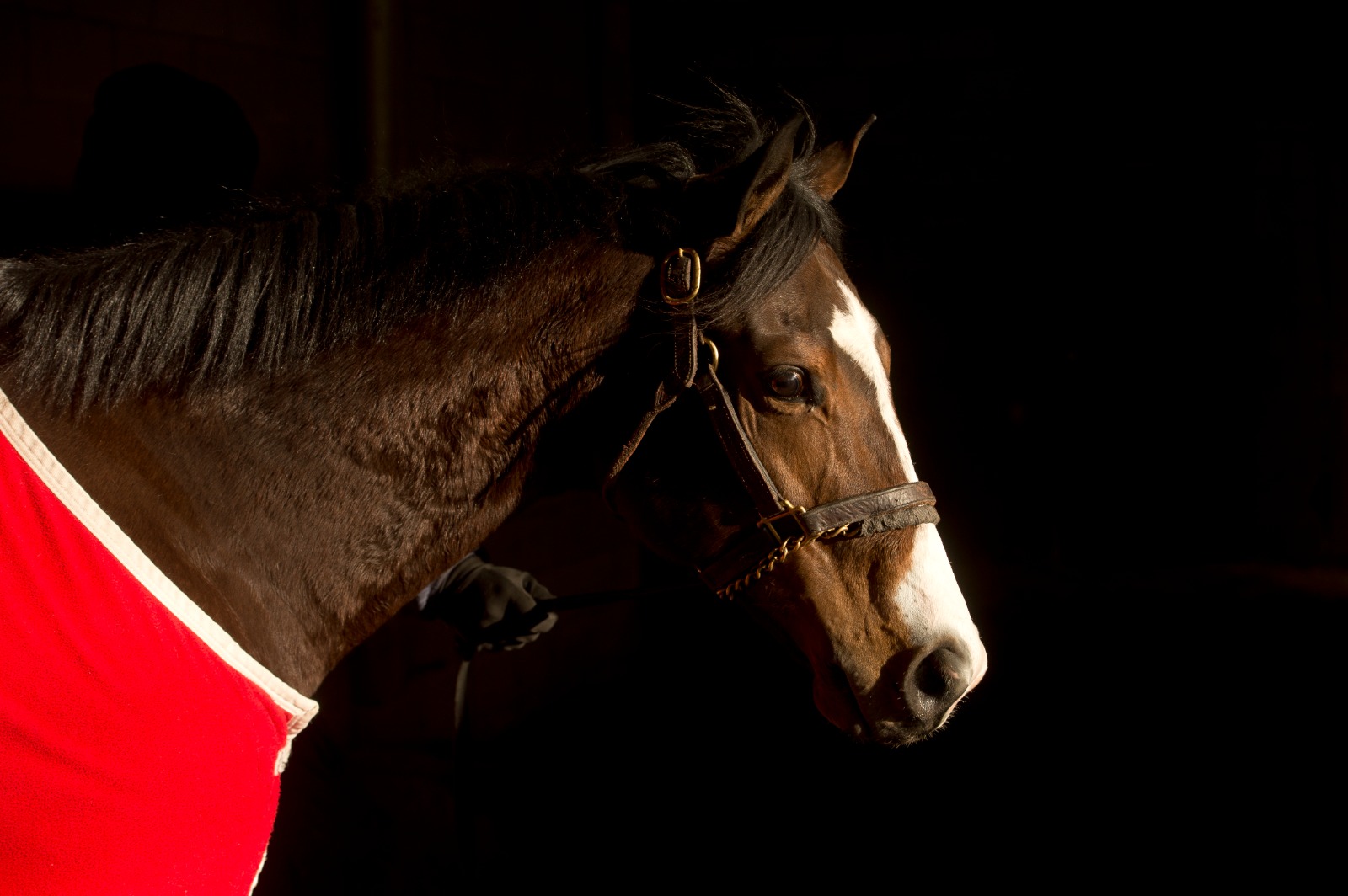 Horses at Woodbine Racecourse during Aftercare Day events