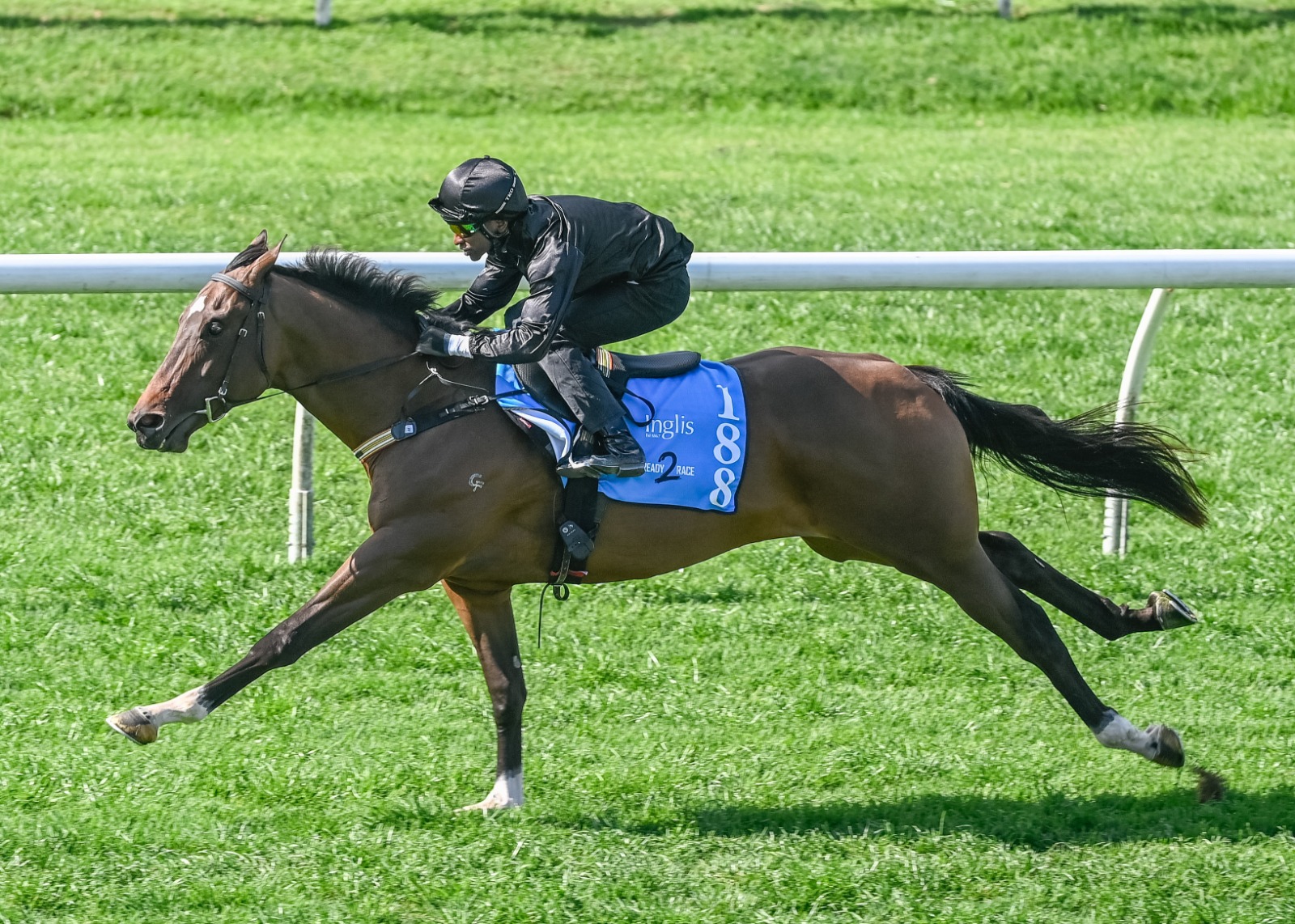 Toronado colt breezing at Inglis Ready2Race Sale Warwick Farm session