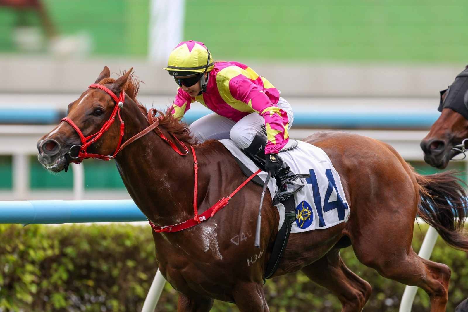 Manfred Man celebrating 700th win at Sha Tin with Ruby Sailing in the winner’s circle