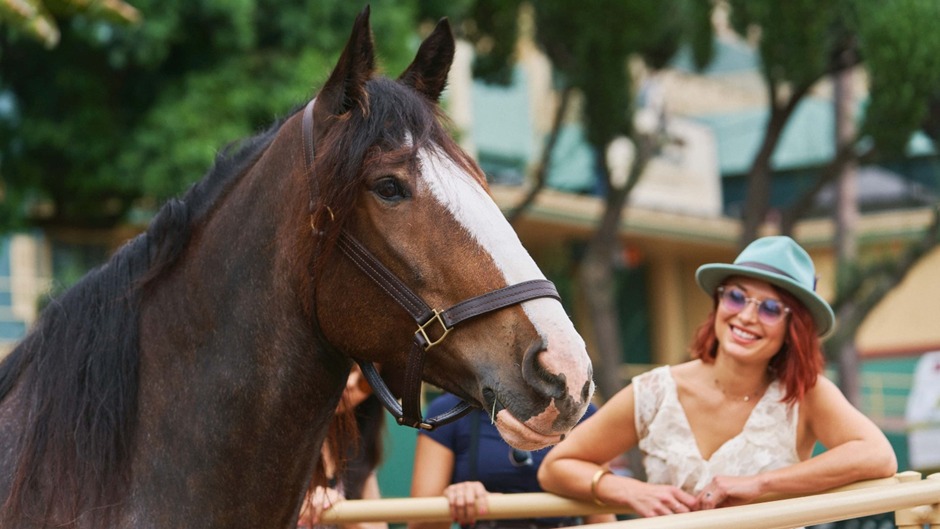 Horses racing down the stretch at Santa Anita Park during the October weekend meet 2025