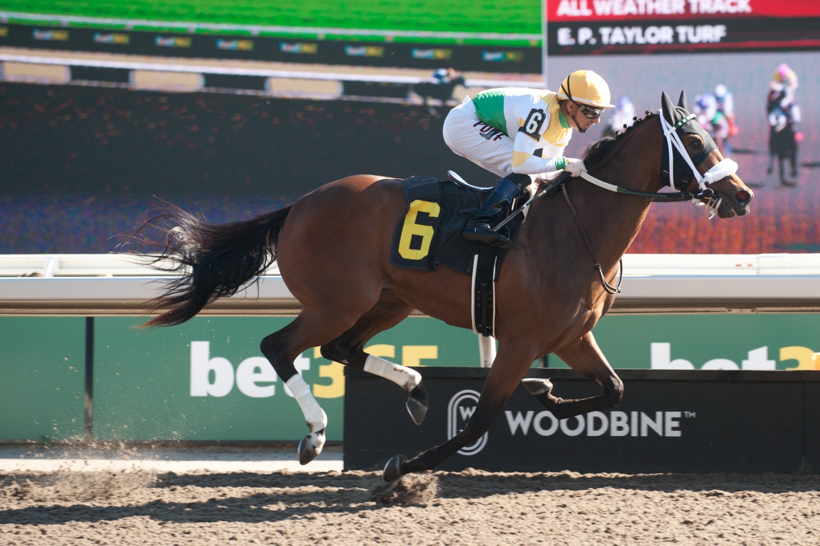 Piper’s Gift gallops in training ahead of the Glorious Song Stakes at Woodbine