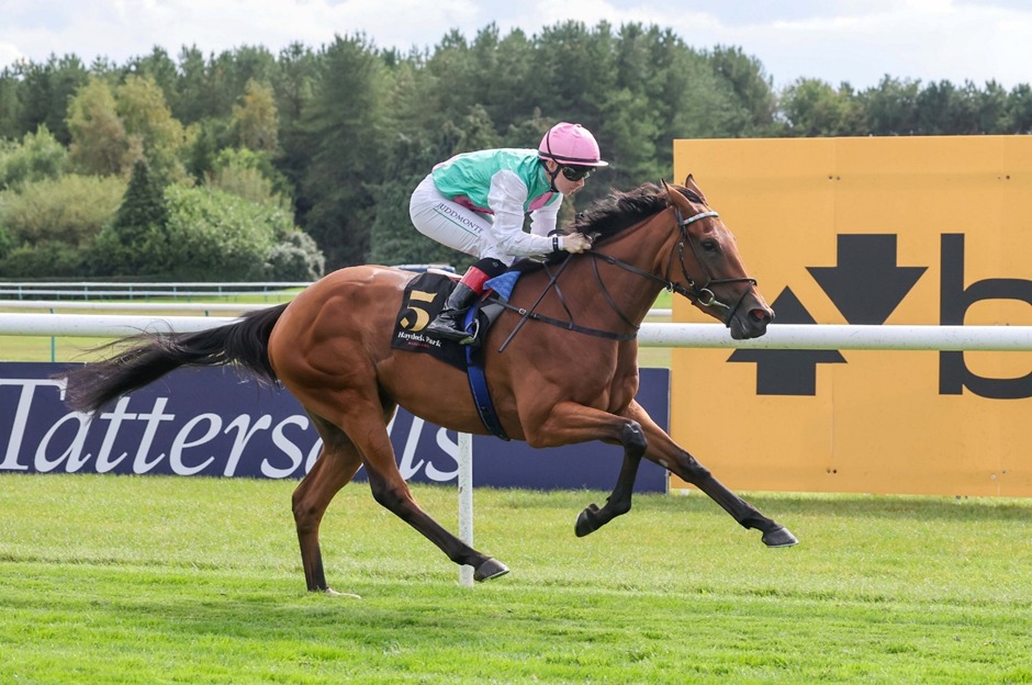 Horses race down the home straight during the Flat Finale at Haydock Park Racecourse 2025