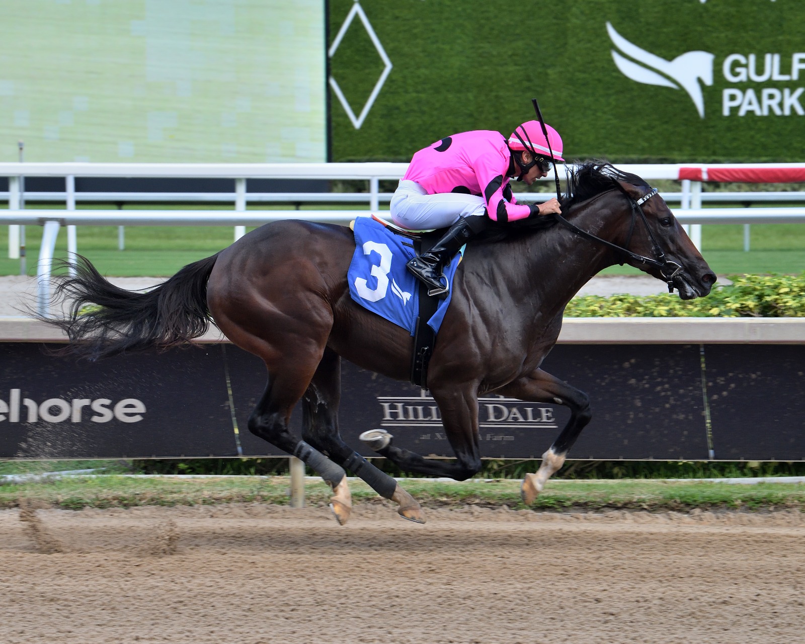 Wootun training at Gulfstream Park ahead of the $200,000 Affirmed Stakes