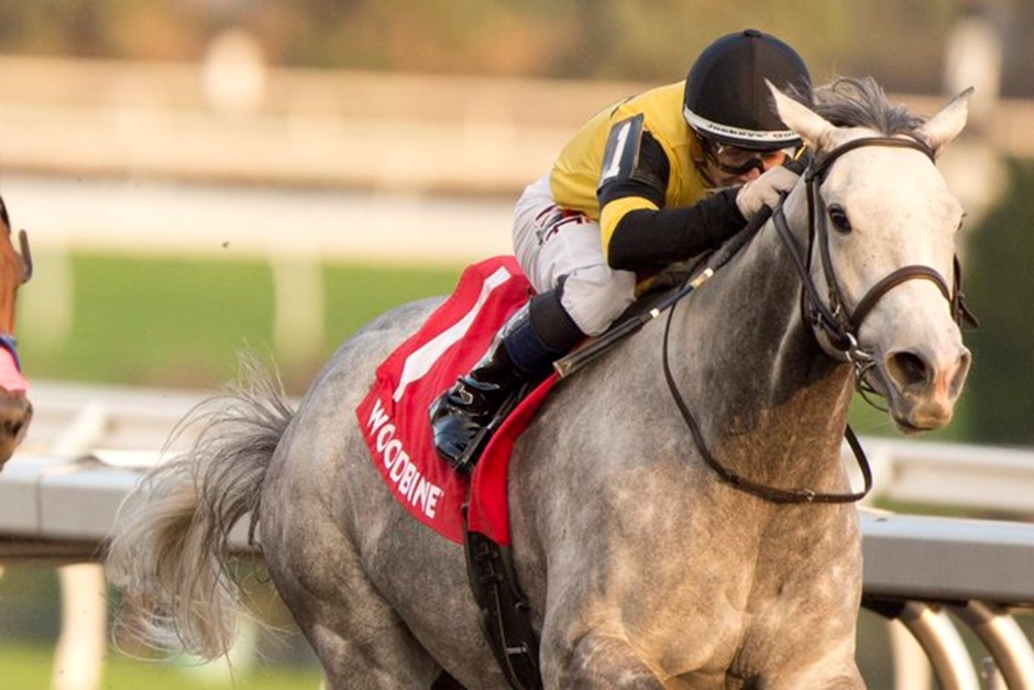 Horses racing under the lights at Woodbine Racetrack during the October 18, 2025 evening card
