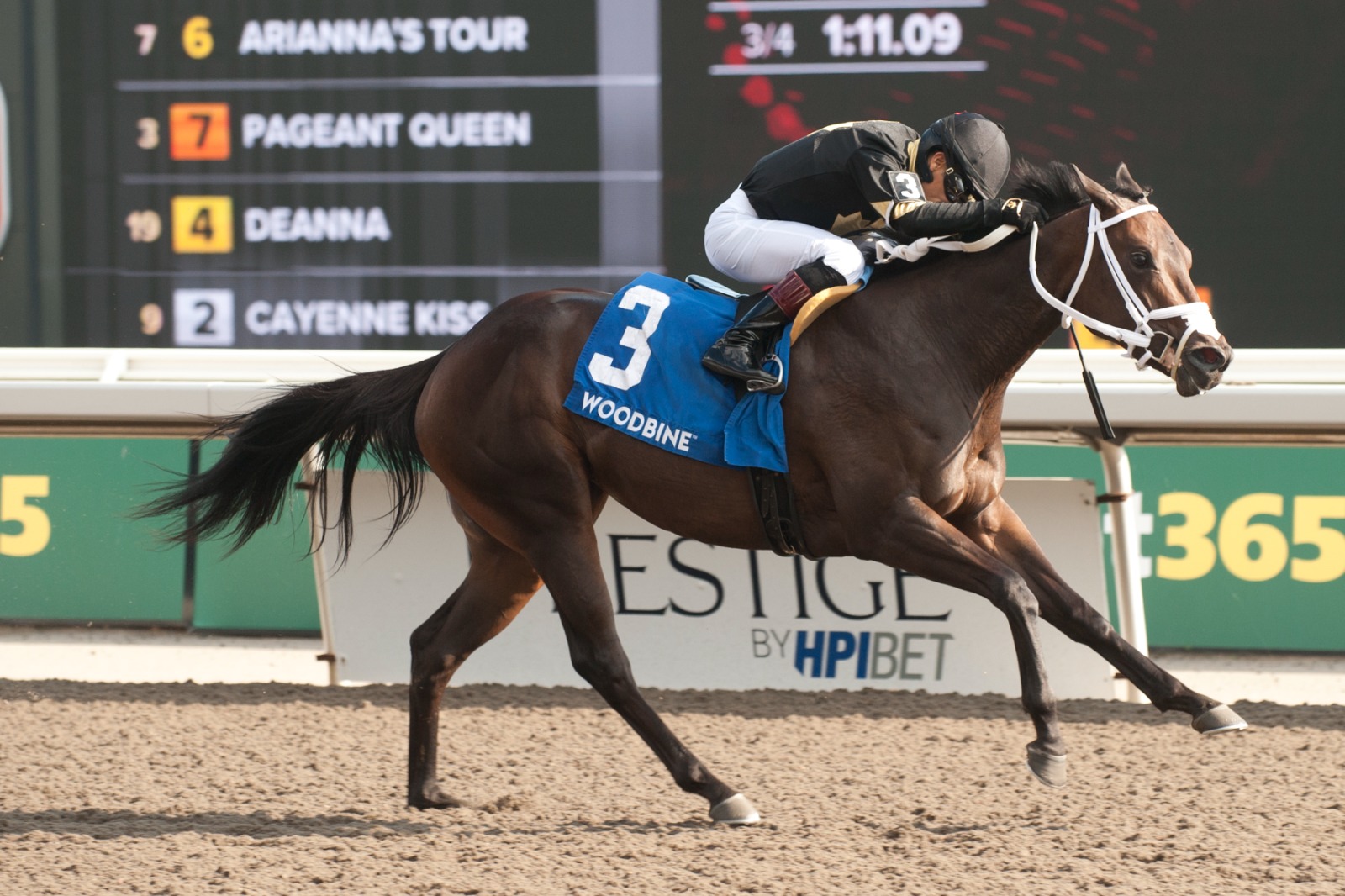 B the King and Souper Diva preparing for Frost King and South Ocean Stakes at Woodbine