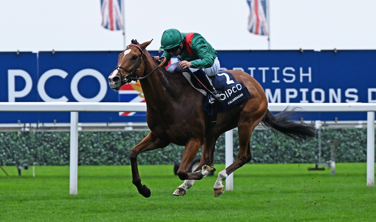 Calandagan winning the QIPCO Champion Stakes at Ascot, ridden by Mickael Barzalona