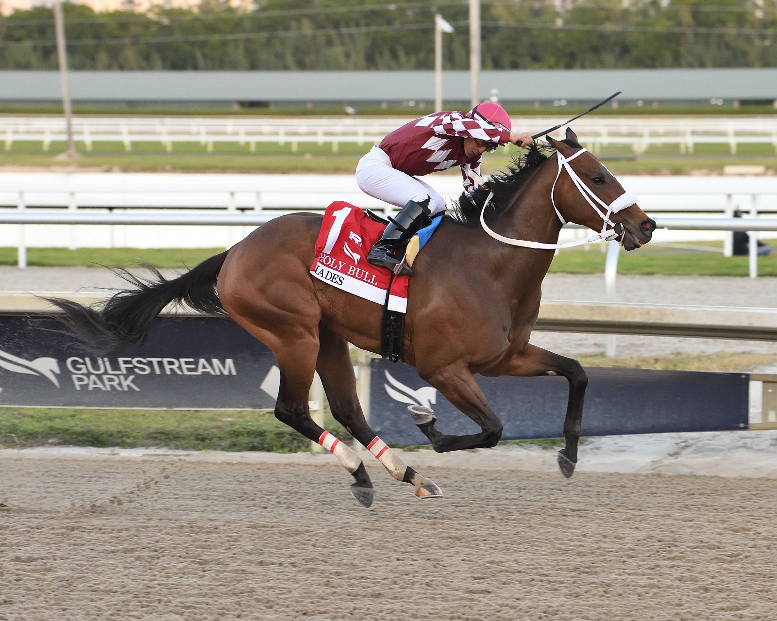 Hades galloping at Gulfstream Park ahead of the Mr. Jordan Handicap