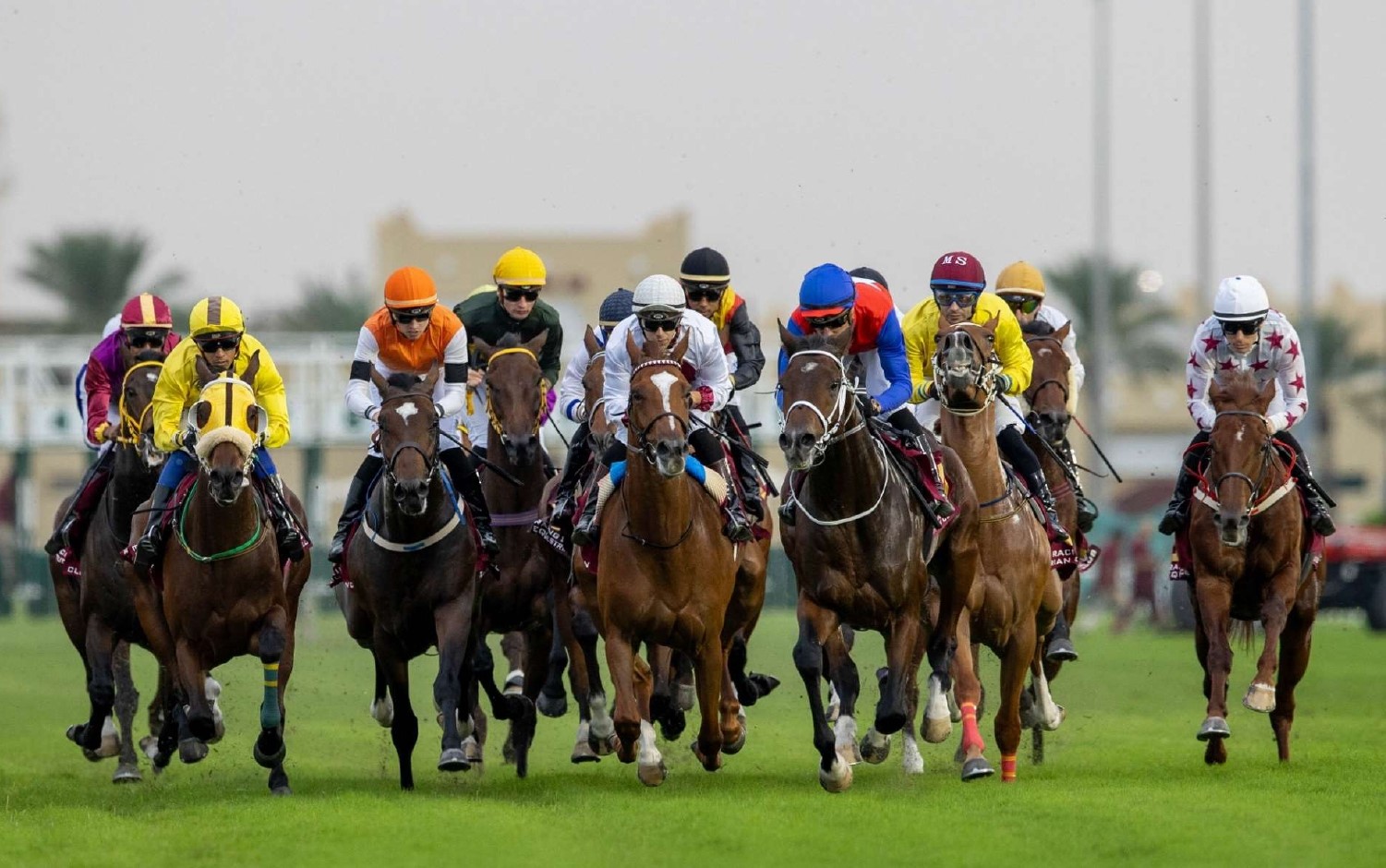 Horses racing at Al Rayyan during Al Gharafa Cup Day 2025, featuring Thoroughbreds and Purebred Arabians competing for top honors in Qatar.
