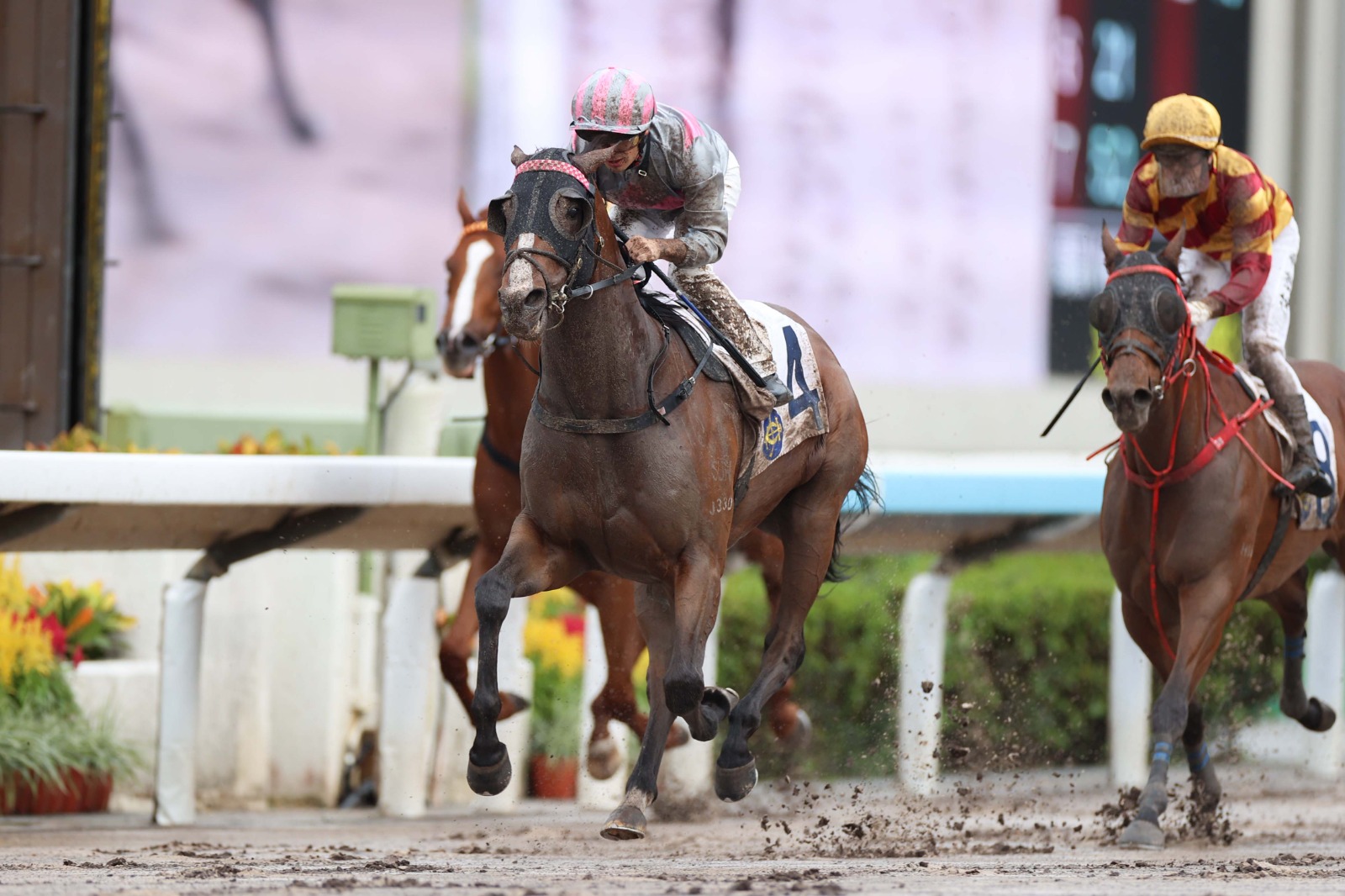 Mark Newnham prepares his horses for Sha Tin’s Thursday dirt meeting