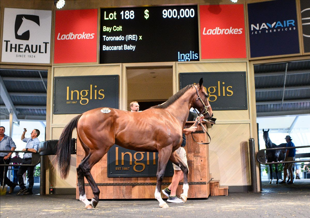 Toronado x Baccarat Baby colt sold for $900,000 at Inglis Ready2Race Sale 2025