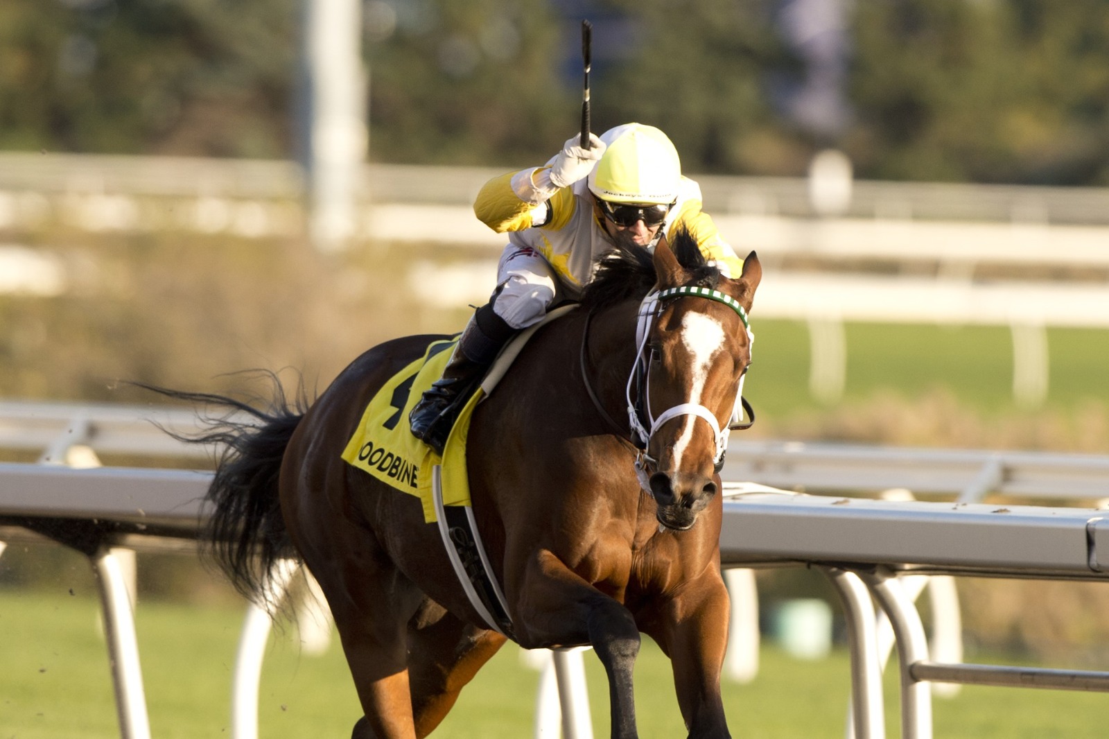 Dixie Law wins the Grade 3 Mazarine Stakes at Woodbine under Rafael Hernandez