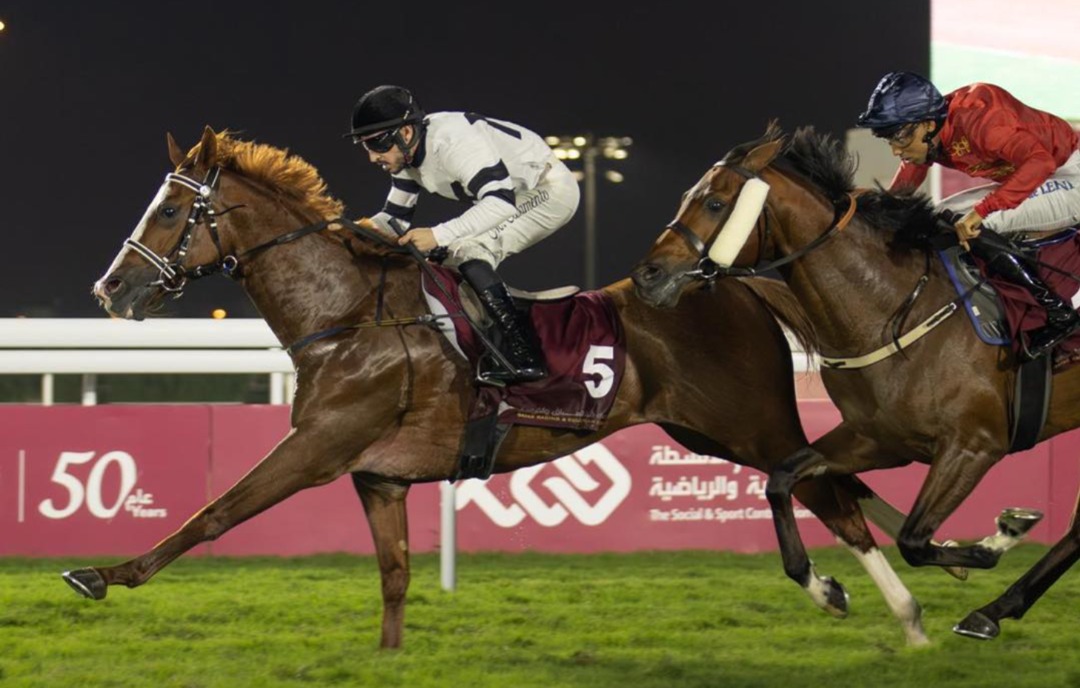 Umm Bab Cup 2025 – Purebred Arabian horses racing at Al Rayyan Racecourse