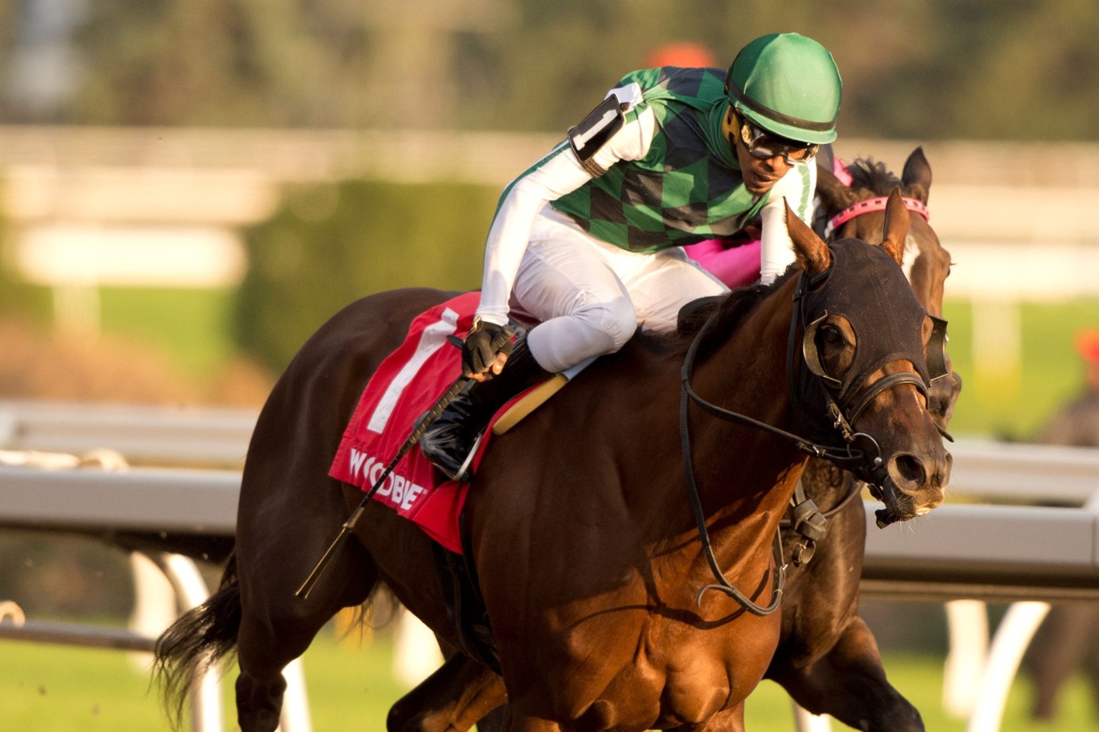 Horses Blitz and Dancing N Dixie in training at Woodbine ahead of Maple Leaf Stakes